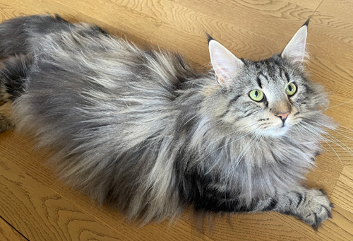 ノルウェージャンフォレストキャット