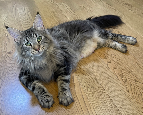 ノルウェージャンフォレストキャット