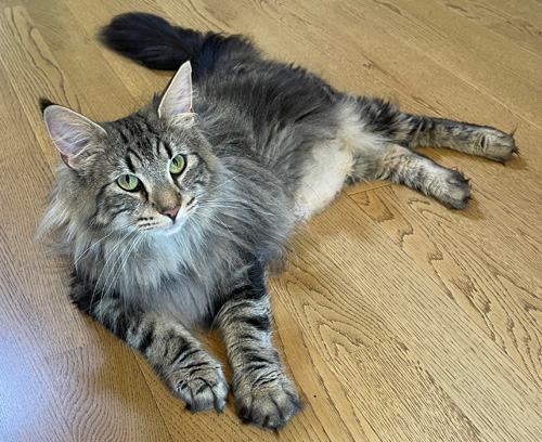 ノルウェージャンフォレストキャット