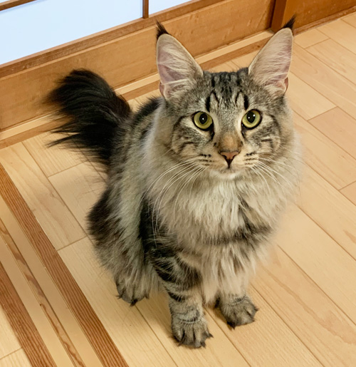 ノルウェージャンフォレストキャット