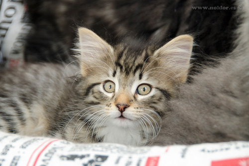 ノルウェージャンフォレストキャット