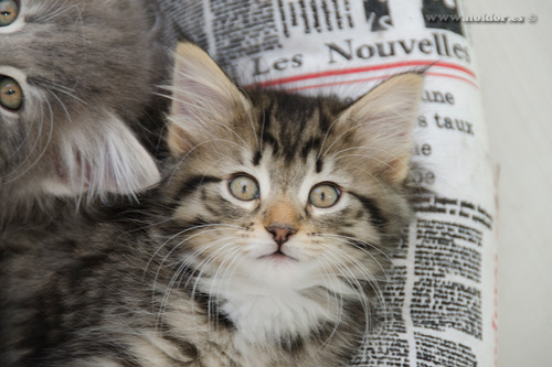 ノルウェージャンフォレストキャット