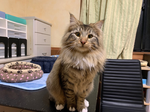 ノルウェージャンフォレストキャット