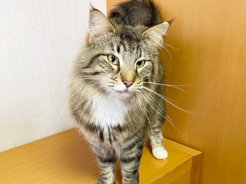 ノルウェージャンフォレストキャット