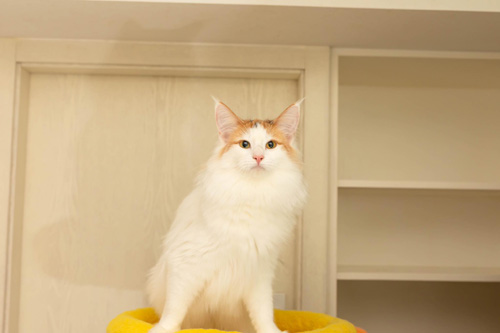 ノルウェージャンフォレストキャット