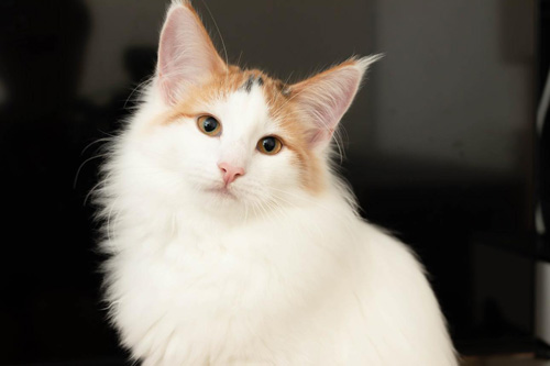 ノルウェージャンフォレストキャット