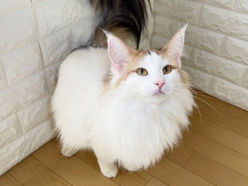 ノルウェージャンフォレストキャット