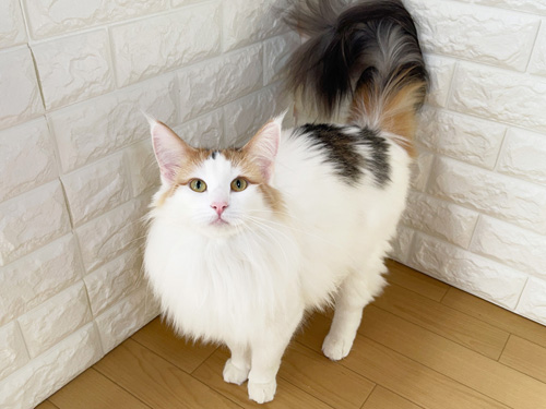 ノルウェージャンフォレストキャット