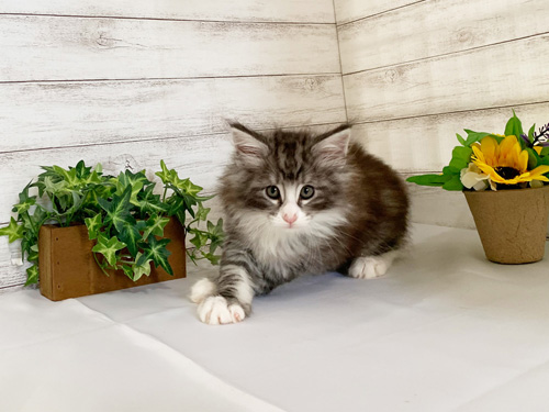 ノルウェージャンフォレストキャット