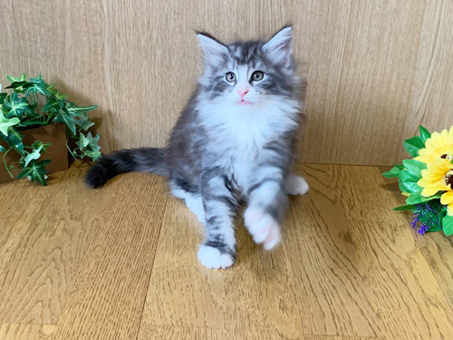 ノルウェージャンフォレストキャット