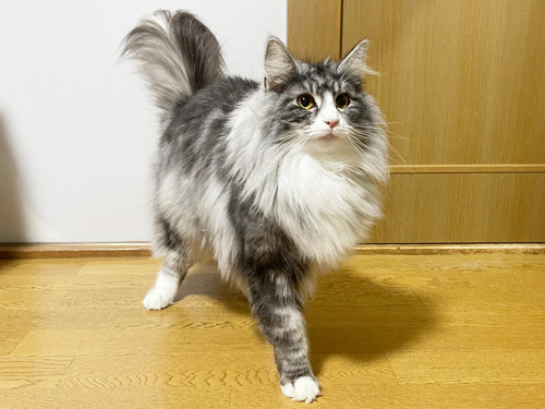 ノルウェージャンフォレストキャット