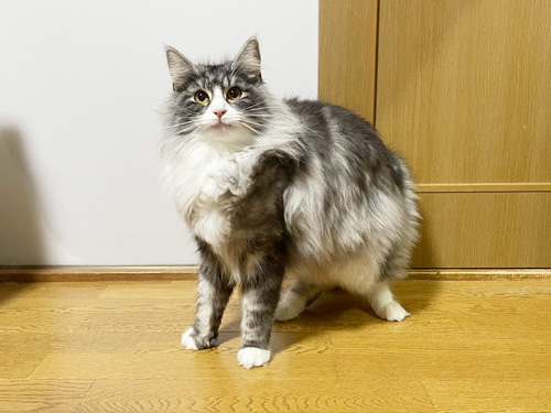 ノルウェージャンフォレストキャット