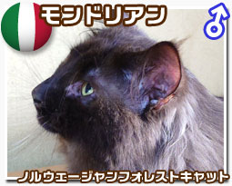 ノルウェージャンフォレストキャット