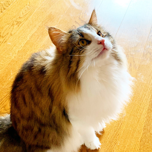 ノルウェージャンフォレストキャット