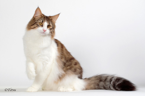 ノルウェージャンフォレストキャット