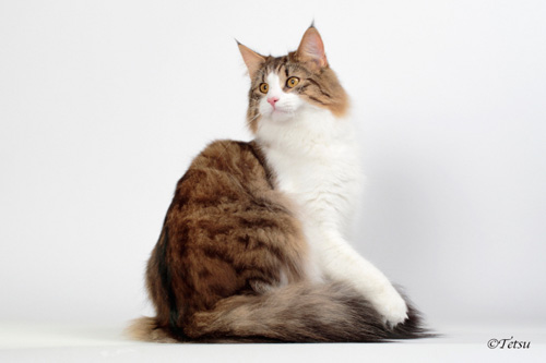 ノルウェージャンフォレストキャット