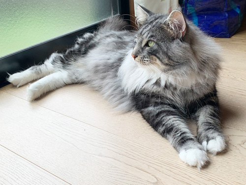 ノルウェージャンフォレストキャット