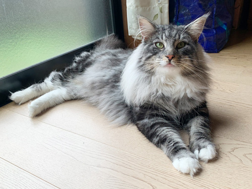 ノルウェージャンフォレストキャット