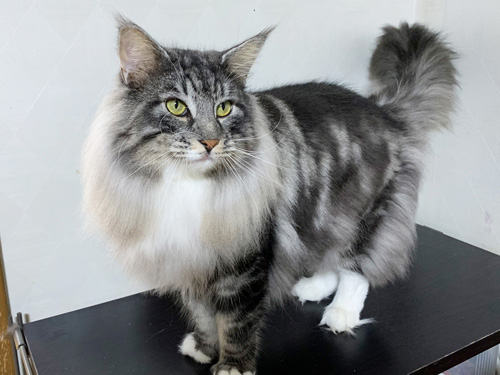 ノルウェージャンフォレストキャット