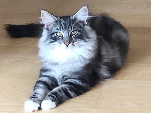 ノルウェージャンフォレストキャット