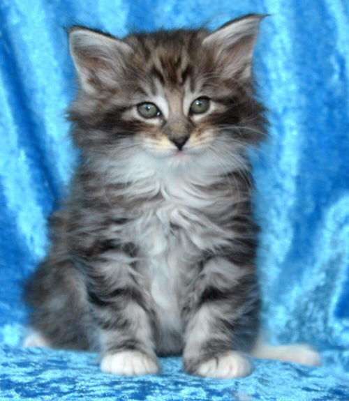 ノルウェージャンフォレストキャット