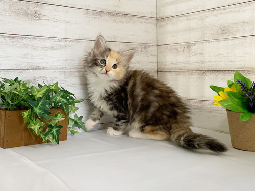 ノルウェージャンフォレストキャット