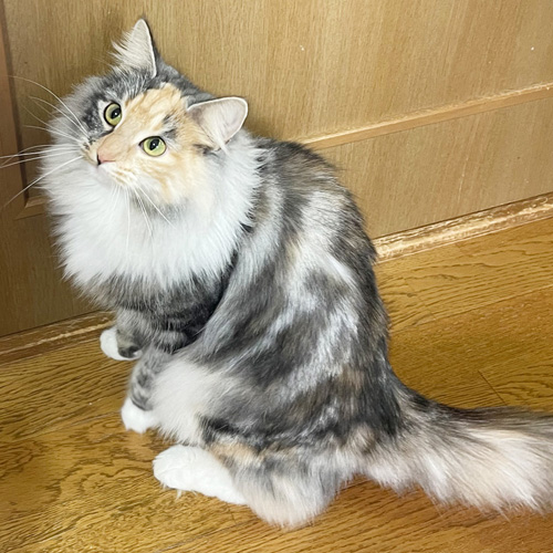ノルウェージャンフォレストキャット