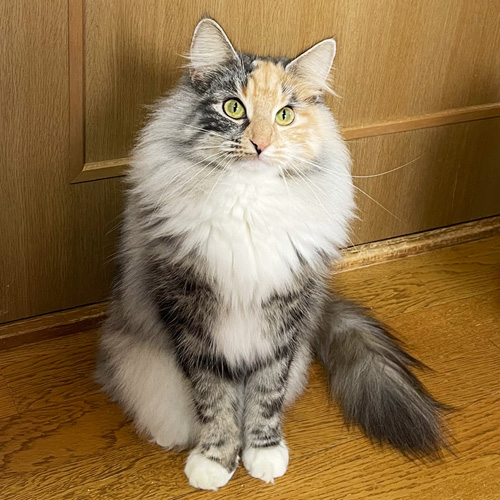 ノルウェージャンフォレストキャット