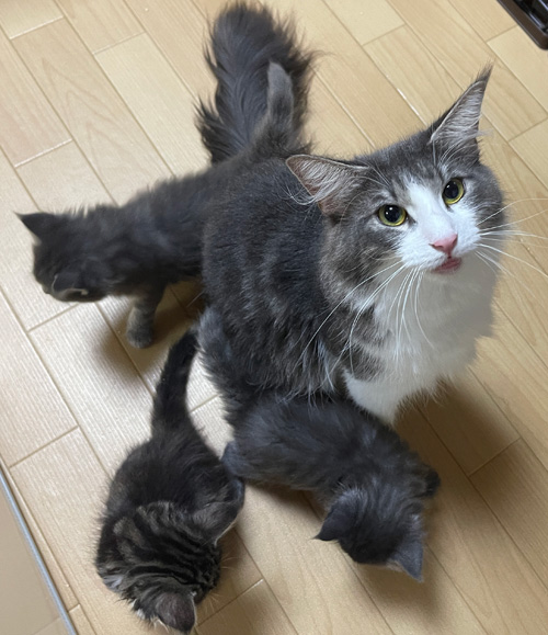 ノルウェージャンフォレストキャット