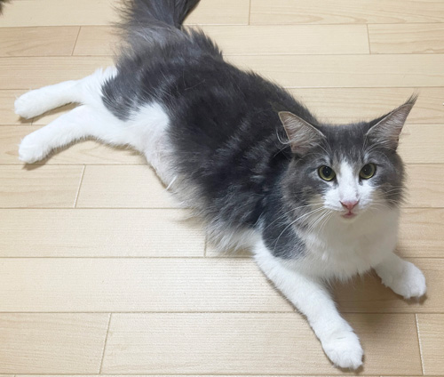 ノルウェージャンフォレストキャット