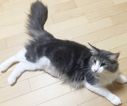 ノルウェージャンフォレストキャット