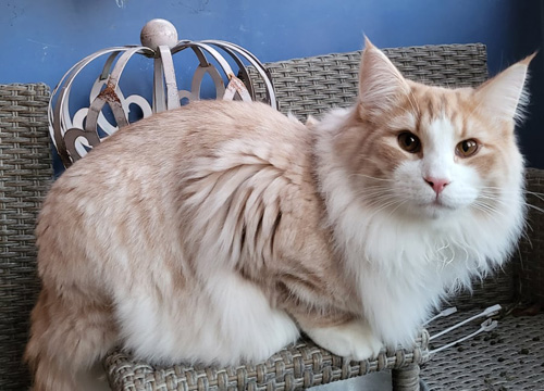 ノルウェージャンフォレストキャット