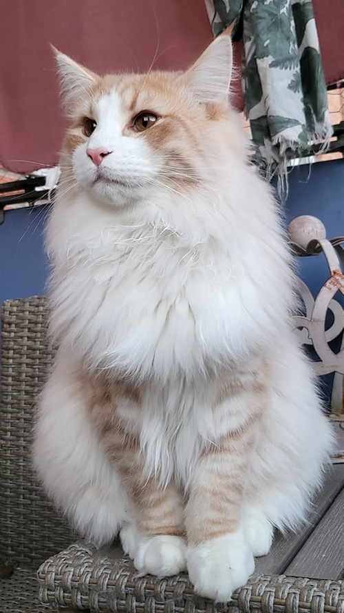 ノルウェージャンフォレストキャット