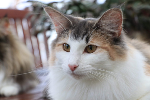 ノルウェージャンフォレストキャット