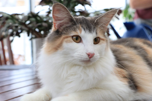 ノルウェージャンフォレストキャット