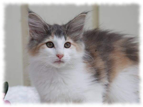 ノルウェージャンフォレストキャット