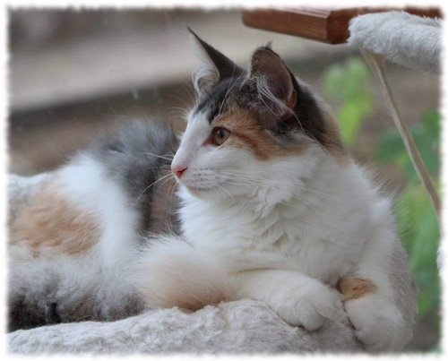 ノルウェージャンフォレストキャット