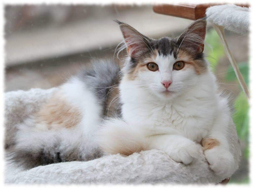 ノルウェージャンフォレストキャット