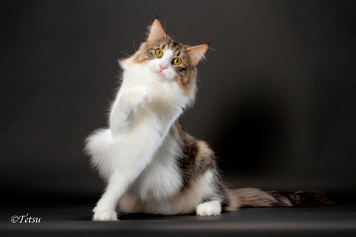 ノルウェージャンフォレストキャット