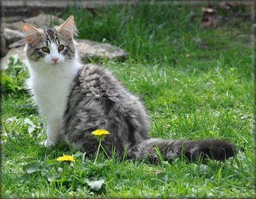 ノルウェージャンフォレストキャット