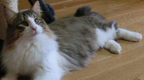 ノルウェージャンフォレストキャット
