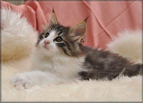 ノルウェージャンフォレストキャット