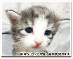 ノルウェージャンフォレストキャット