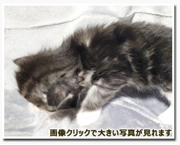 ノルウェージャンフォレストキャット