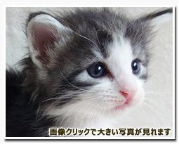 ノルウェージャンフォレストキャット