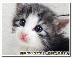 ノルウェージャンフォレストキャット