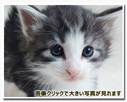 ノルウェージャンフォレストキャット