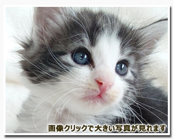 ノルウェージャンフォレストキャット