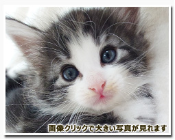 ノルウェージャンフォレストキャット