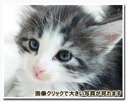 ノルウェージャンフォレストキャット